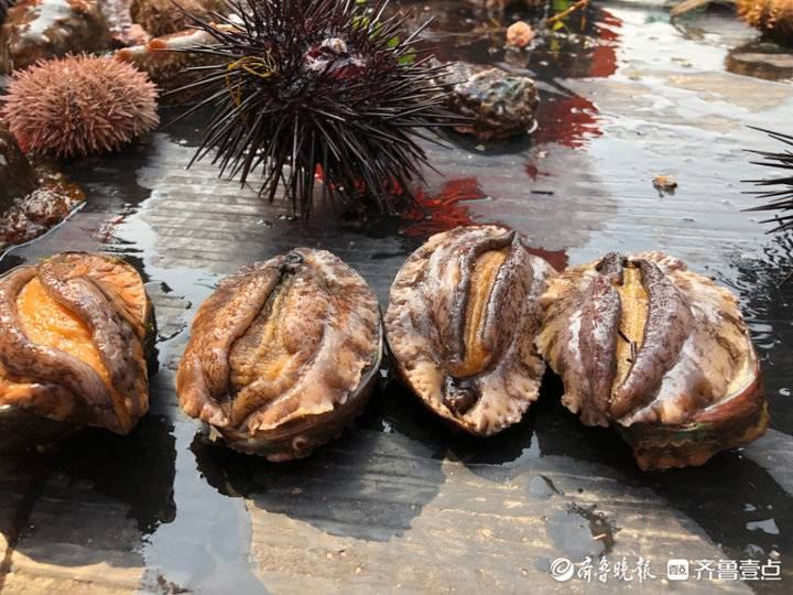 藏在大海深處的煙臺南隍城島為何被譽(yù)為“中國鮑魚島”